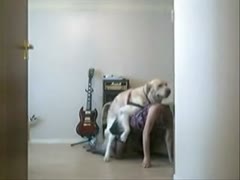 A white dog destroying a beastie gal's pussy